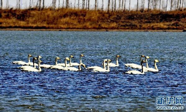 White swans arriving at Haixing, Hebei