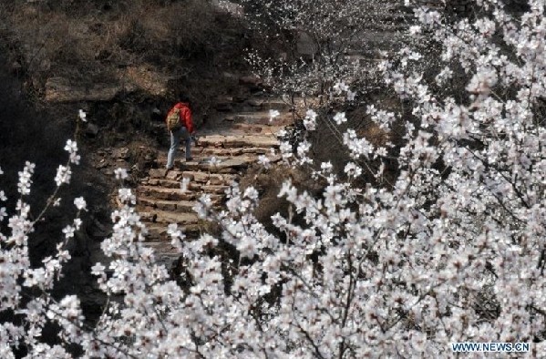 Flowers bloom as spring comes to North China