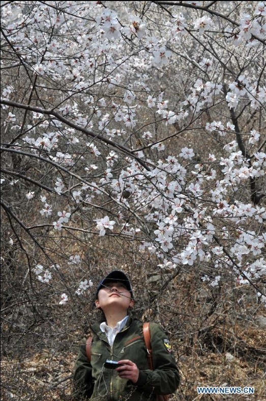 Flowers bloom as spring comes to North China