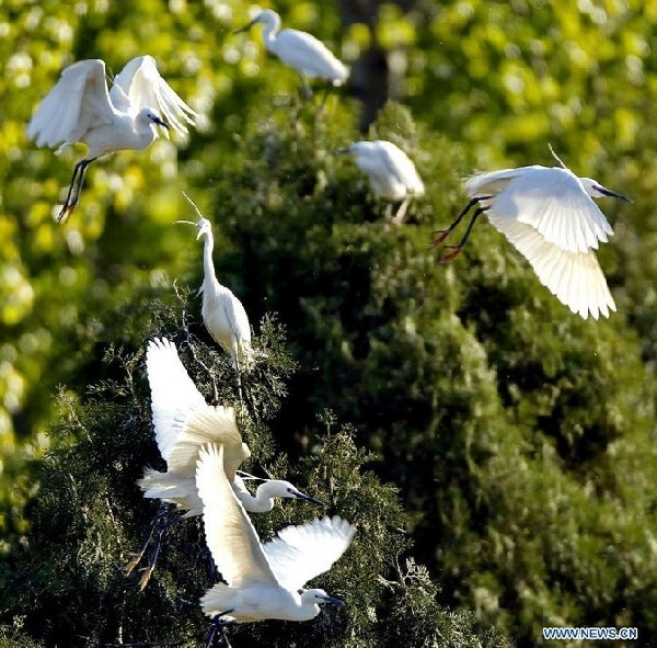 White egrets seen at Tianmahu scenic resort in N China