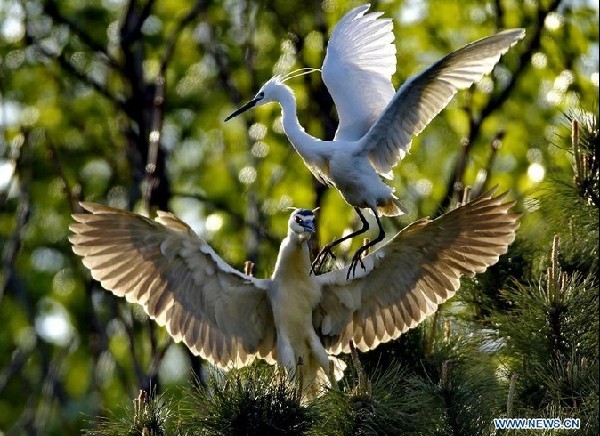 White egrets seen at Tianmahu scenic resort in N China