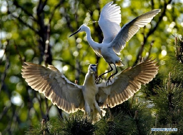 White egrets seen at Tianmahu scenic resort in N China