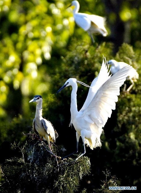 White egrets seen at Tianmahu scenic resort in N China