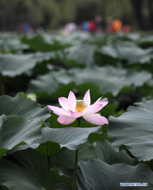 Lotus blooming in Chengde, famous summer resort