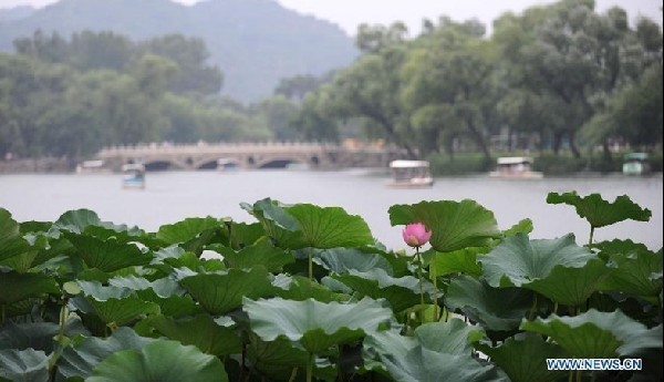 Lotus blooming in Chengde, famous summer resort