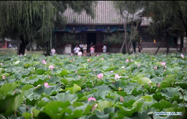 Lotus blooming in Chengde, famous summer resort