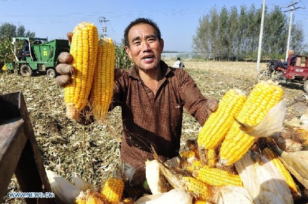 Autumn grain crops in Hebei enter harvesting season