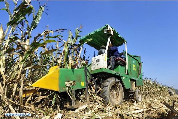 Autumn grain crops in Hebei enter harvesting season