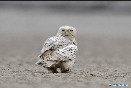Snow owl in wetland of Caofeidian in China's Hebei