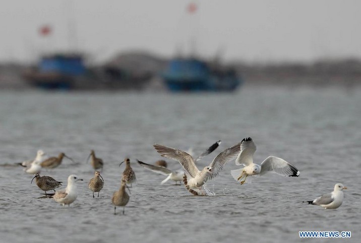 Peak season of spring bird migration seen in N China's Hebei's wetland