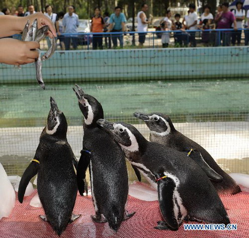 4 Magellanic Penguins settle down in Qinhuangdao wild life zoo