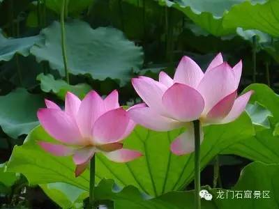 Longmen Grottoes, where lotus never fades