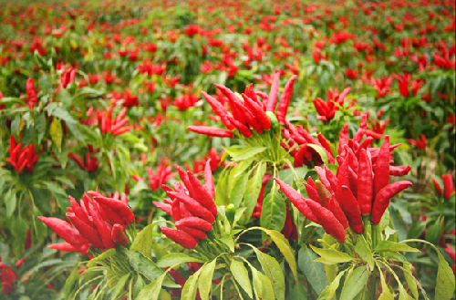 Agriculture in Nanyang