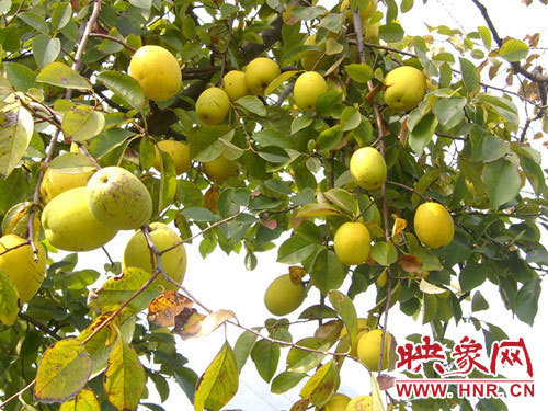 Fruitful pawpaw trees promote rural tourism in autumn