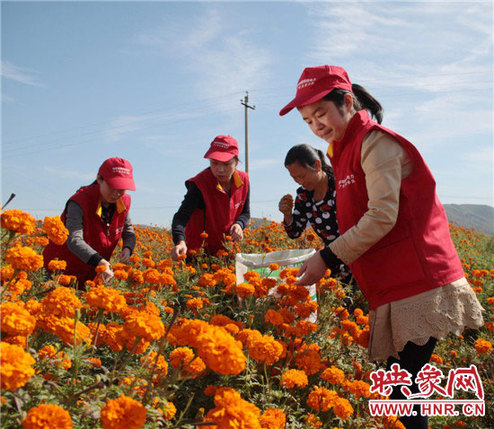 Volunteers lend a hand in Central China chrysanthemum harvest