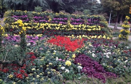 Chrysanthemum exhibition allures residents in Nanyang