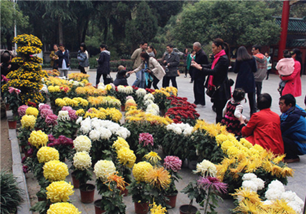 Chrysanthemum exhibition allures residents in Nanyang