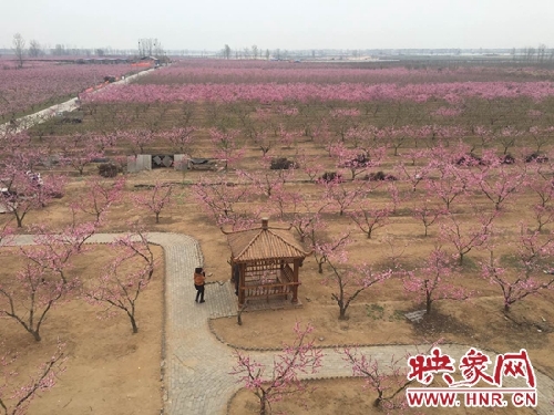 Peach blossom art festival opens in Jinwan village