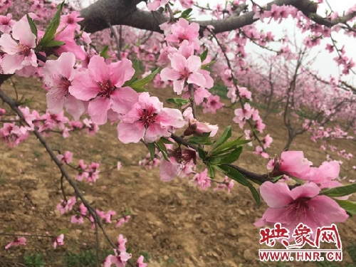 Peach blossom art festival opens in Jinwan village