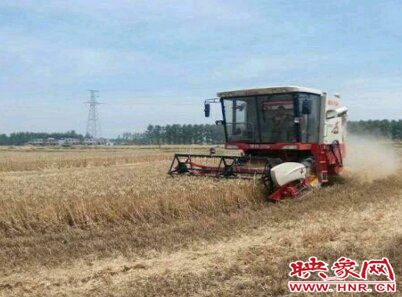 Wheat harvest starts in Tanghe