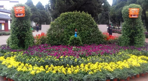 Nanyang enjoys autumn blossoms before winter's arrival