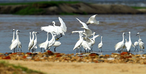 Improved environment sees return of egrets