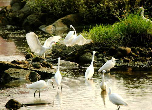 Improved environment sees return of egrets