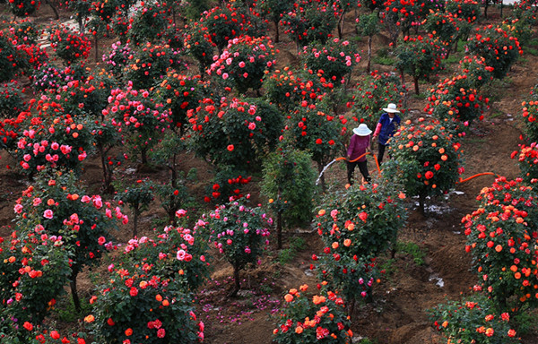 Nanyang, the rose garden of China