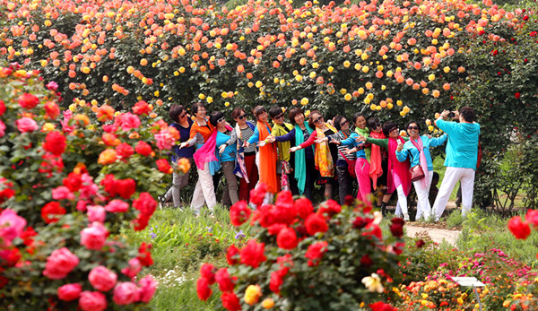 Nanyang's flourishing rose culture