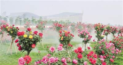 Flowers bloom in Nanyang as spring arrives