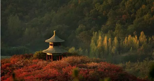 Nanyang proves popular with visitors over New Year holiday