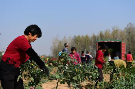 Online trading website helps rose industry in Nanyang