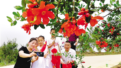 First pomegranate flower festival blossoms