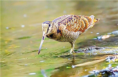Nanyang rescues migratory bird