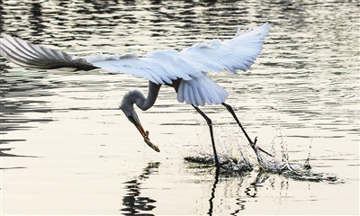 Migrating birds gather at Baihe Wetland