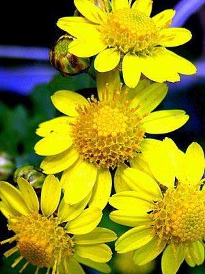 Wild chrysanthemums in Lushan come into high demand