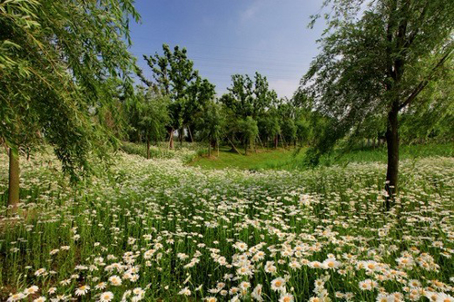 Wetland Park is ecological water purifier