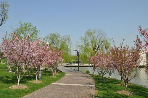 Crabapple flowers blossom in Huaqiao