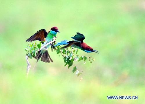 Fun in blue-throated bee-eaters' kingdom