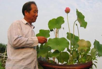 Lotus bonsai becomes new fashion in Hubei villages