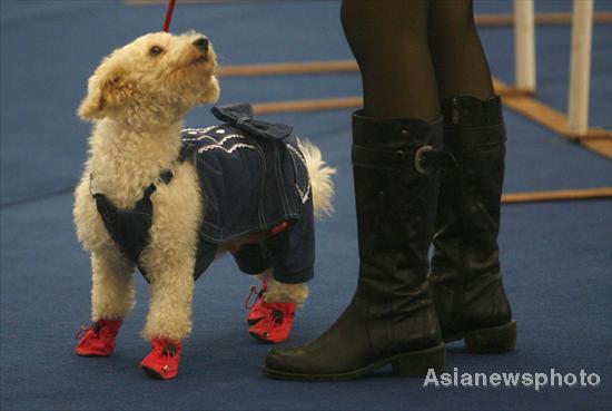 Pet dog show in Hubei province
