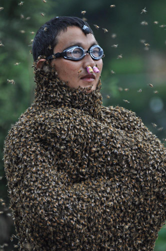 Daredevil farmers compete for heavier bee cloaks