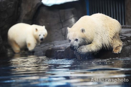 Twin polar bear cubs' survival 'miracle'
