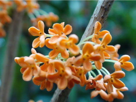 Xianning Sweet Osmanthus