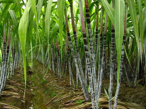 Sugarcane festival, a folk custom of Wuchang