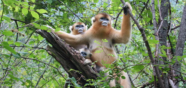 Shennongjia Nature Reserve