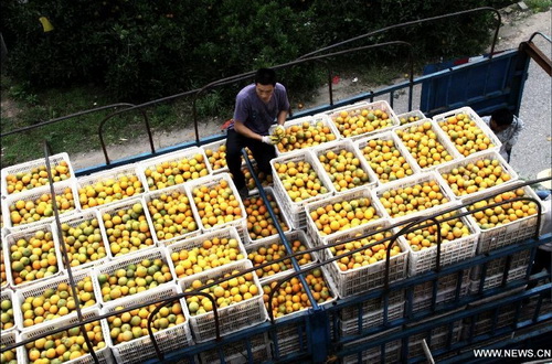 Orange harvest in C China