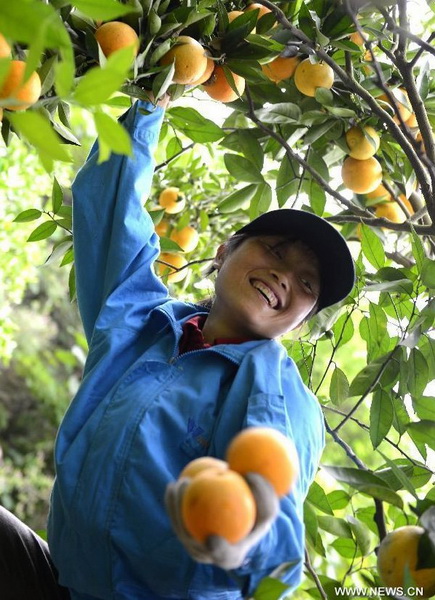 Orange harvest in C China