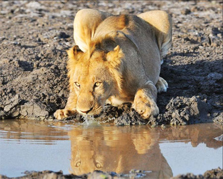 China's lion king