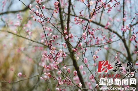 Wintersweet blossoms color chilly winter